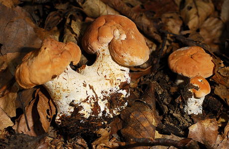 Semmelstoppelpilz (Hydnum repandum) - © Heinz Prelicz